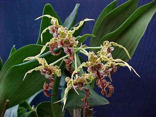 Dendrobium spectabile